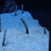 029-lissabon_ozeanarium