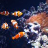 030-lissabon_ozeanarium