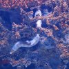 031-lissabon_ozeanarium
