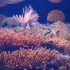 032-lissabon_ozeanarium