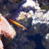 033-lissabon_ozeanarium