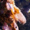 035-lissabon_ozeanarium