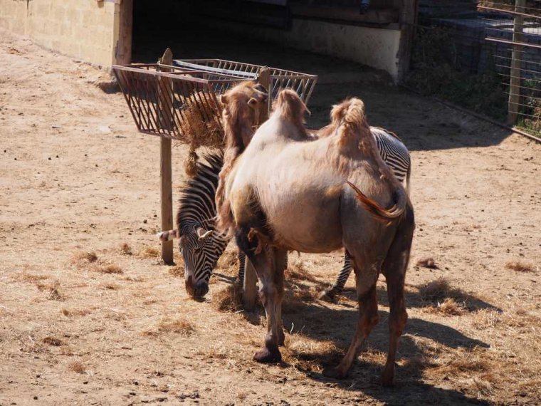 013-lisboa_zoo