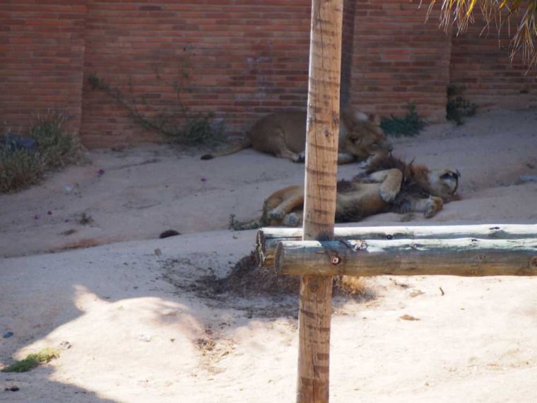 016-lisboa_zoo