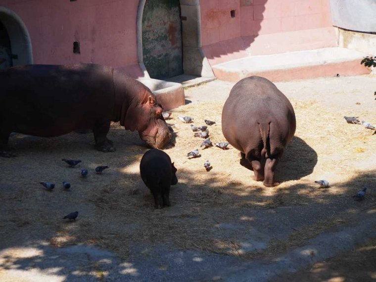 018-lisboa_zoo