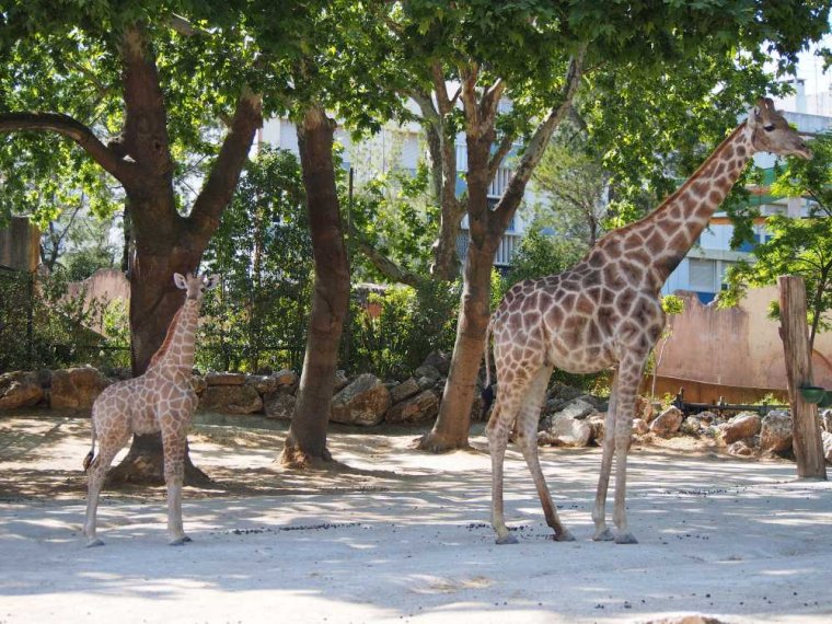 020-lisboa_zoo