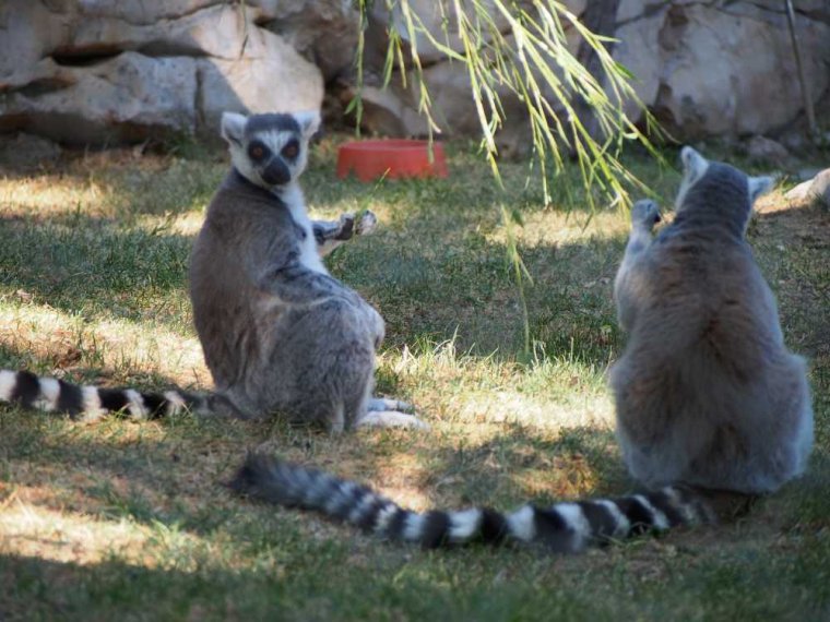 021-lisboa_zoo
