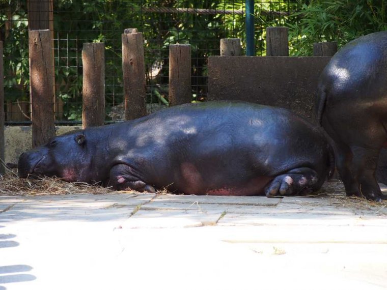 022-lisboa_zoo