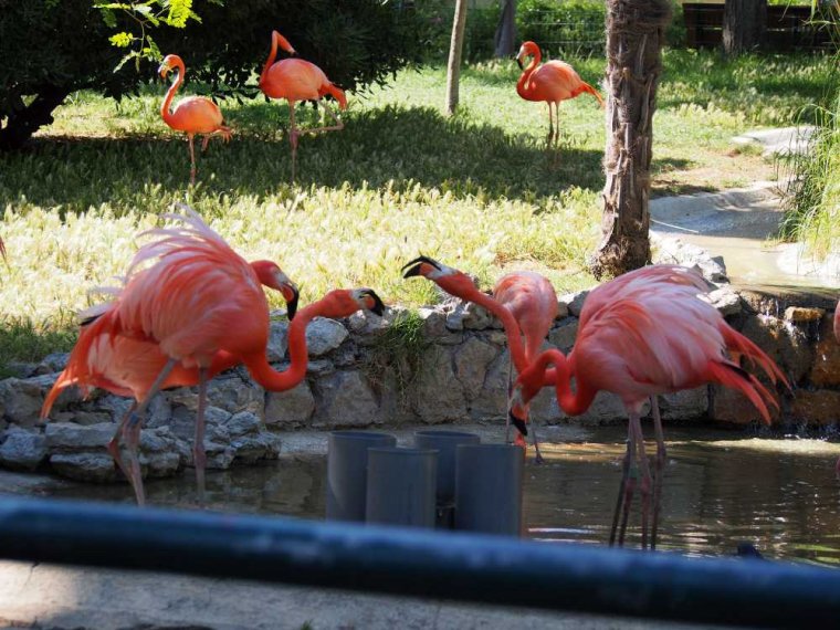 023-lisboa_zoo