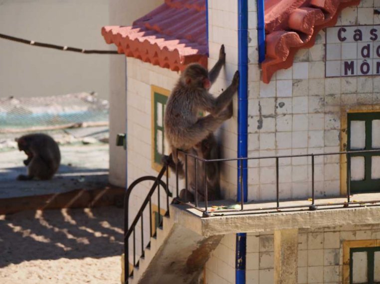 027-lisboa_zoo