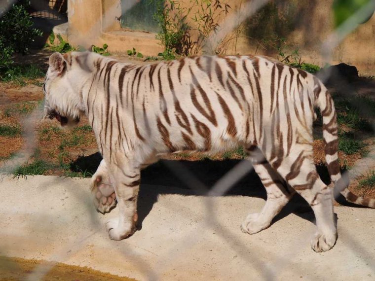 030-lisboa_zoo