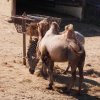 013-lisboa_zoo