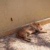 015-lisboa_zoo