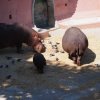 018-lisboa_zoo