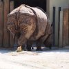 019-lisboa_zoo