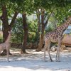 020-lisboa_zoo