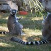 021-lisboa_zoo