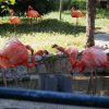 023-lisboa_zoo