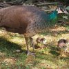 024-lisboa_zoo