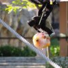 026-lisboa_zoo