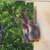 029-lisboa_zoo