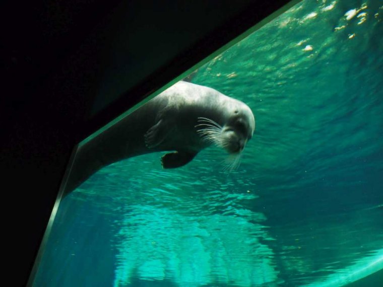 011-oceanopolis_brest