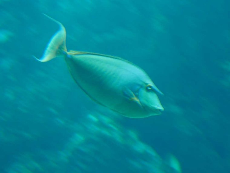 020-oceanopolis_brest