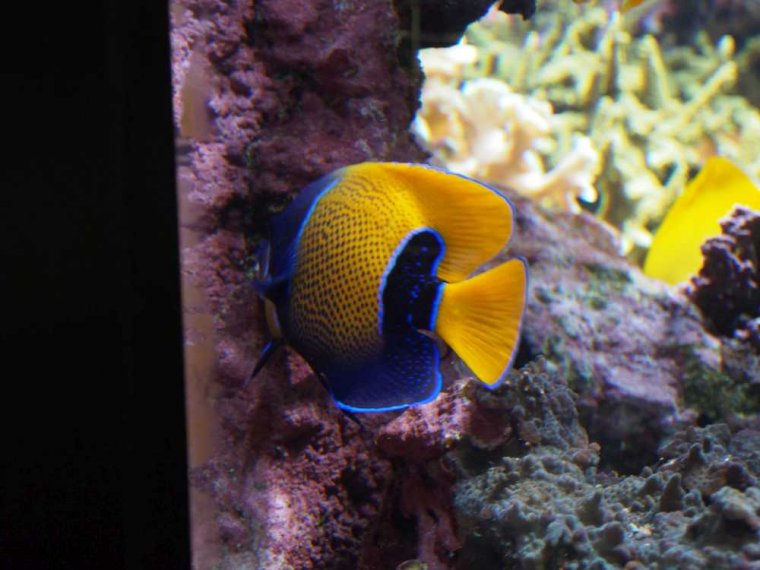 029-oceanopolis_brest