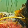 005-oceanopolis_brest