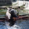 009-oceanopolis_brest