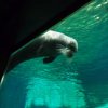 011-oceanopolis_brest