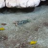 016-oceanopolis_brest