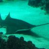 018-oceanopolis_brest