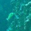 019-oceanopolis_brest