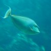 020-oceanopolis_brest