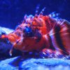 021-oceanopolis_brest