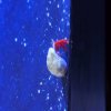 022-oceanopolis_brest
