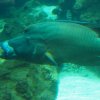 027-oceanopolis_brest