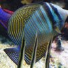 028-oceanopolis_brest
