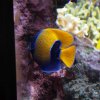 029-oceanopolis_brest