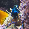 030-oceanopolis_brest