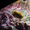 031-oceanopolis_brest