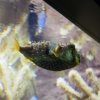 033-oceanopolis_brest