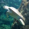 035-oceanopolis_brest