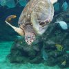 036-oceanopolis_brest