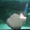 037-oceanopolis_brest