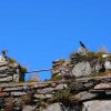 028_peel_castle