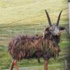 044_isle_of_man_inselrundfahrt