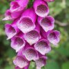 027_cairnbaan