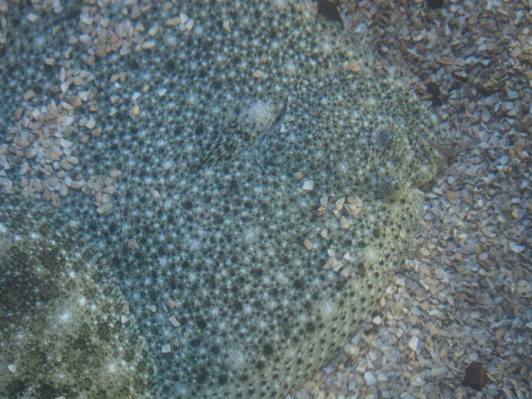018_oban_sea_life_sanctuary